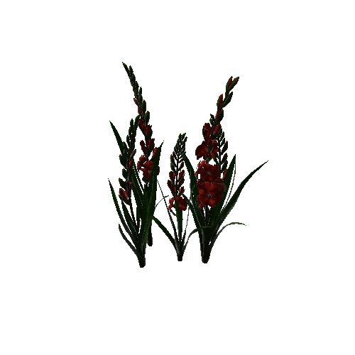 flower gladiolus 2